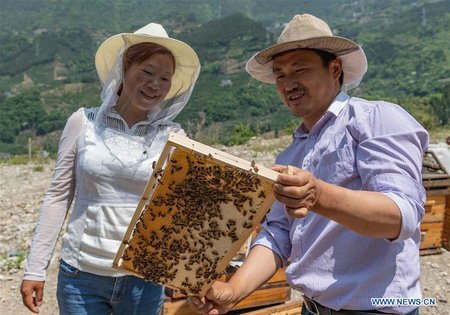 Beehives Set in Orange Orchard in Central China's Hubei